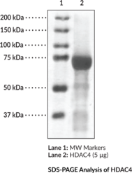 HDAC4 (human, recombinant)