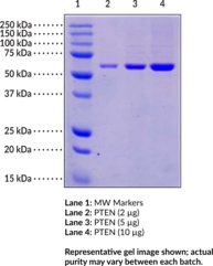 PTEN (human recombinant)