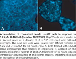 Cholesterol Cell-<wbr/>Based Detection Assay Kit