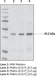 PtdIns-<wbr/>(4,5)-<wbr/>P<sub>2</sub> Binding Protein