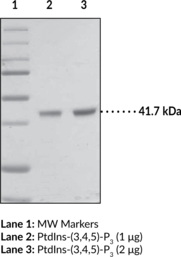 PtdIns-<wbr/>(3,4,5)-<wbr/>P<sub>3</sub> Binding Protein