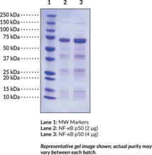 NF-<wbr/>?B (p50) (human, recombinant)