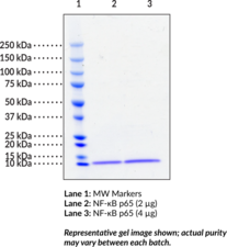 NF-<wbr/>?B (p65) (human, recombinant)