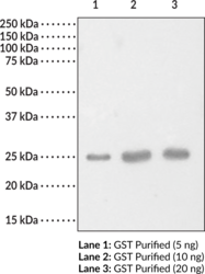 GST-tag Polyclonal Antibody