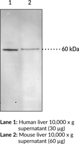 Soluble Epoxide Hydrolase Polyclonal Antibody