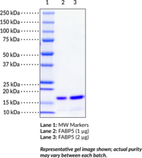 FABP5 (human, recombinant)