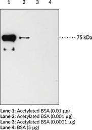 Acetyl Lysine Monoclonal Antibody (Clone 7F8)