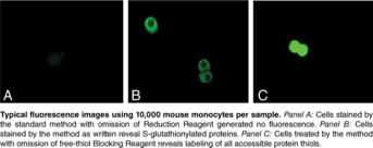 S-<wbr/>Glutathionylated Protein Detection Kit