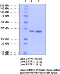 PTP1B (human, recombinant)