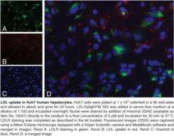 LDL Uptake Cell-<wbr/>Based Assay Kit