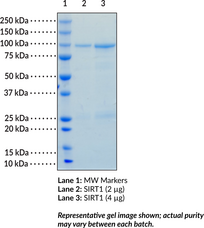 SIRT1 (human, recombinant)