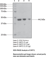 SIRT2 (human, recombinant)