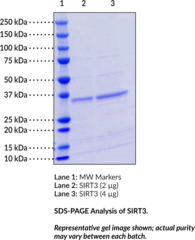 SIRT3 (human, recombinant)