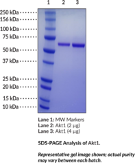 Akt1 (human, recombinant)