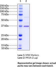 Protein Phosphatase 2A C subunit (human, recombinant; L309 deletion)