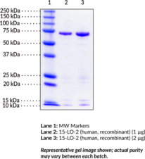 15-<wbr/>Lipoxygenase-<wbr/>2 (human, recombinant)