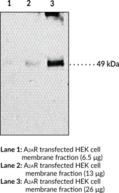 Adenosine Receptor A<sub>2A</sub> Monoclonal Antibody (Clone 7FG-<wbr/>G<sub>5</sub>-<wbr/>A2)