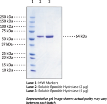 Soluble Epoxide Hydrolase (human, recombinant)