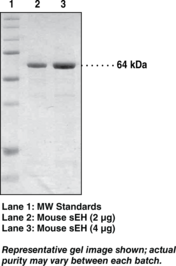 Soluble Epoxide Hydrolase (mouse, recombinant)