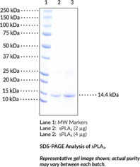 sPLA<sub>2</sub> (human, recombinant Type X)