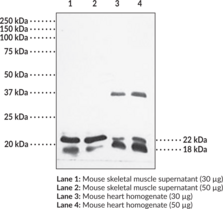 Caveolin-1/3 Polyclonal Antiserum