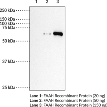 Fatty Acid Amide Hydrolase Polyclonal Antibody