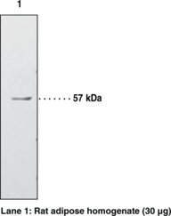 PPAR? Polyclonal Antibody