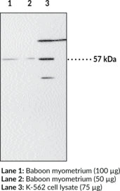 PPAR? Polyclonal Antibody