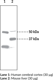 PPAR? Polyclonal Antibody