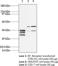 EP<sub>1</sub> Receptor Polyclonal Antibody