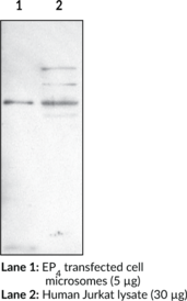 EP<sub>4</sub> Receptor (C-<wbr/>Term) Polyclonal Antibody