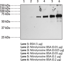 Nitrotyrosine Polyclonal Antibody