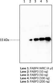 FABP3 Monoclonal Antibody (Clone CC68)