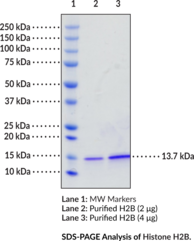 Histone H2B (<em>Xenopus</em> recombinant)