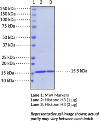 Histone H3 (human, recombinant)