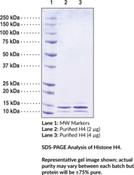 Histone H4 (human, recombinant)