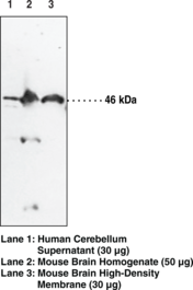 NAPE-<wbr/>PLD (N-<wbr/>Term) Polyclonal Antibody