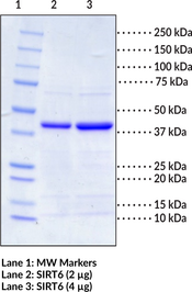 SIRT6 (human, recombinant)