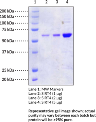 SIRT4 (human recombinant)