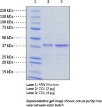 Cystathionine ?-<wbr/>Lyase (human, recombinant)