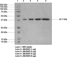 JMJD2D (human, recombinant)