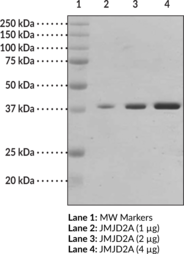 JMJD2A (human, recombinant; His-tagged)