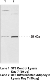 AdPLA<sub>2</sub> Polyclonal Antibody