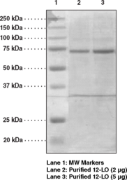 12-<wbr/>Lipoxygenase (platelet-<wbr/>type, mouse recombinant)