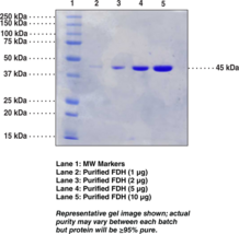 Formaldehyde Dehydrogenase (<em>P. putida</em> recombinant)