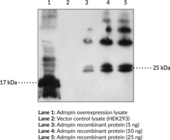 Adropin Polyclonal Antibody