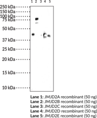 JMJD2D Polyclonal Antibody