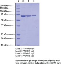 PAD4 (human, recombinant)