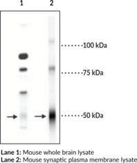 GABA<sub>A</sub> Receptor ? <wbr/>subunit (N-<wbr/>Term) Polyclonal Antibody