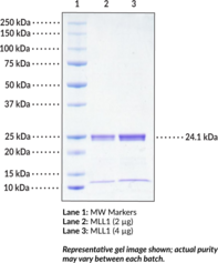 MLL1 (human recombinant)